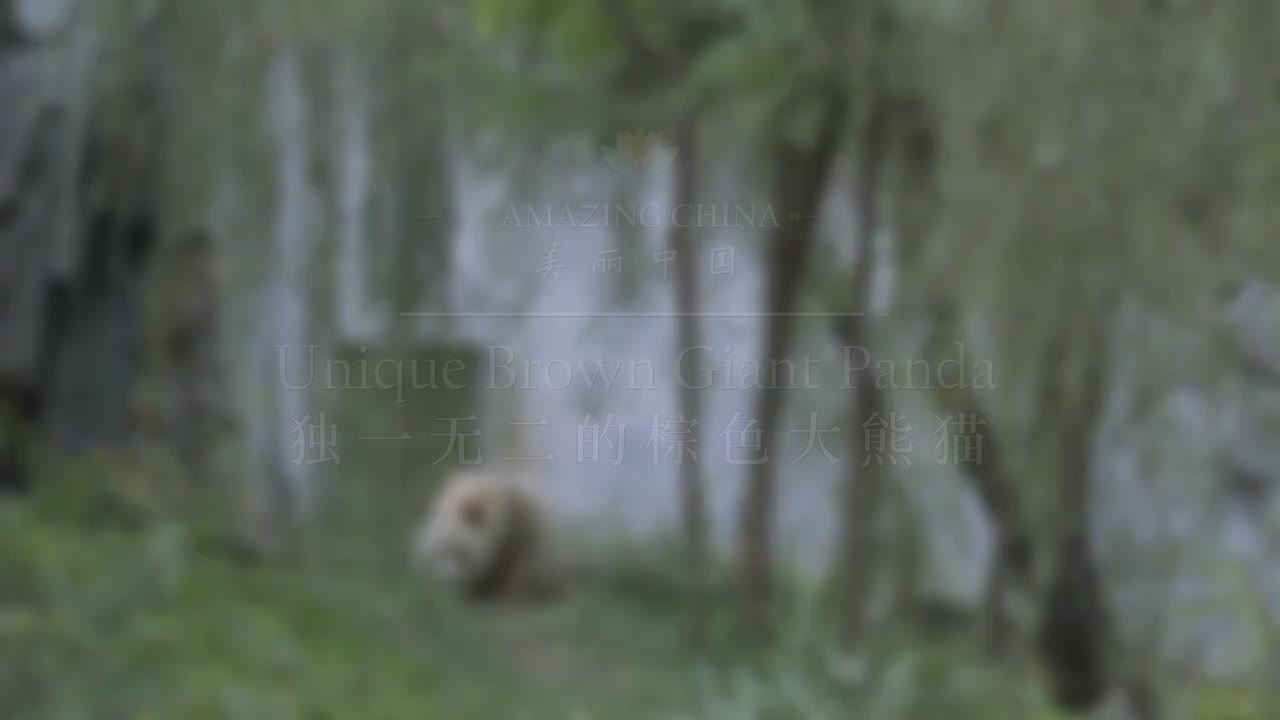 070-Unique Brown Giant Panda 独一无二的棕色大熊猫