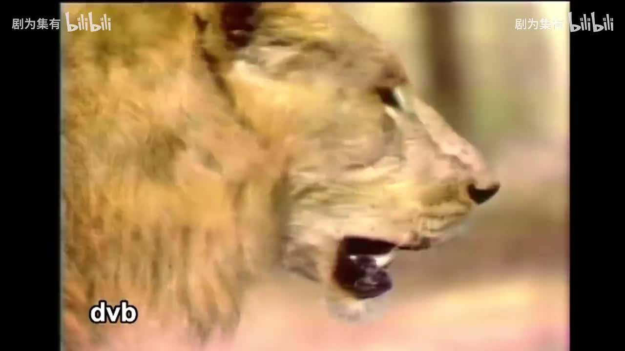 1980-狮子的时代5