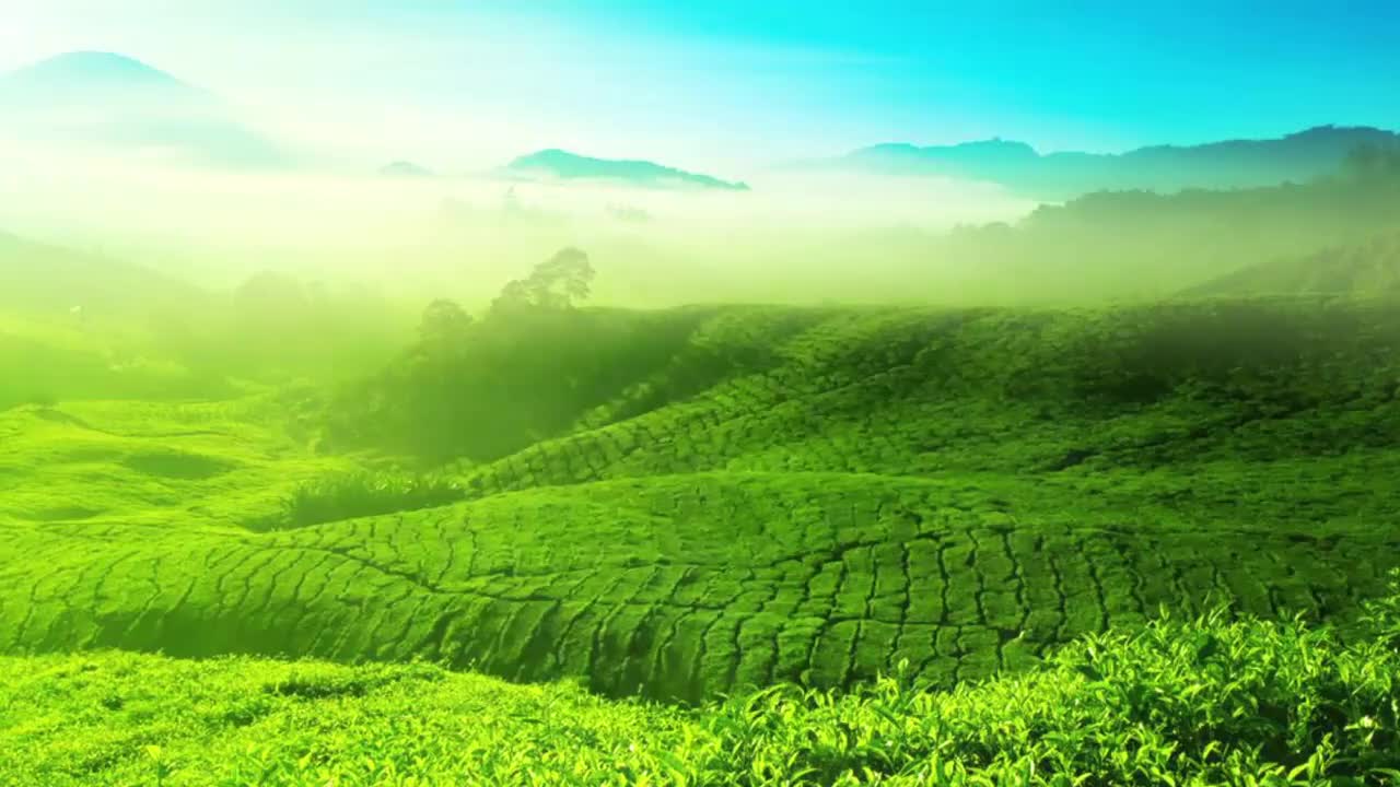 08 名优白茶鉴赏