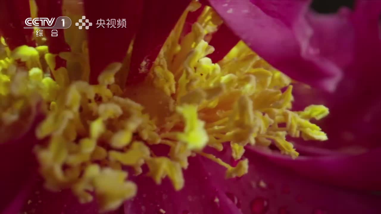 第9集：仙芝如意 灵芝