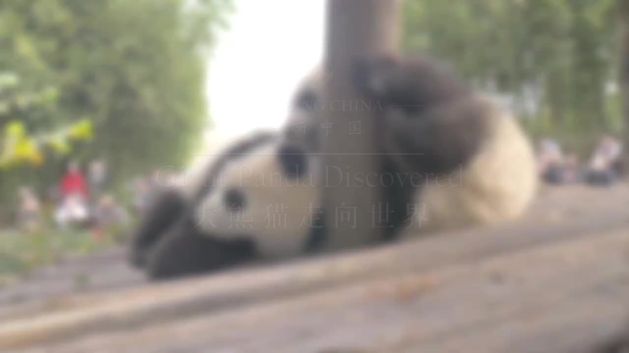 058-Giant Panda Discovered 大熊猫走向世界