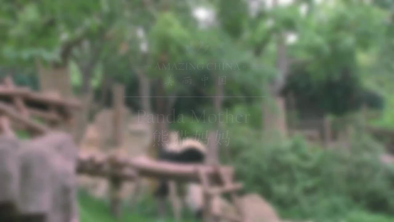 美丽中国之大熊猫主题 14.熊猫妈妈