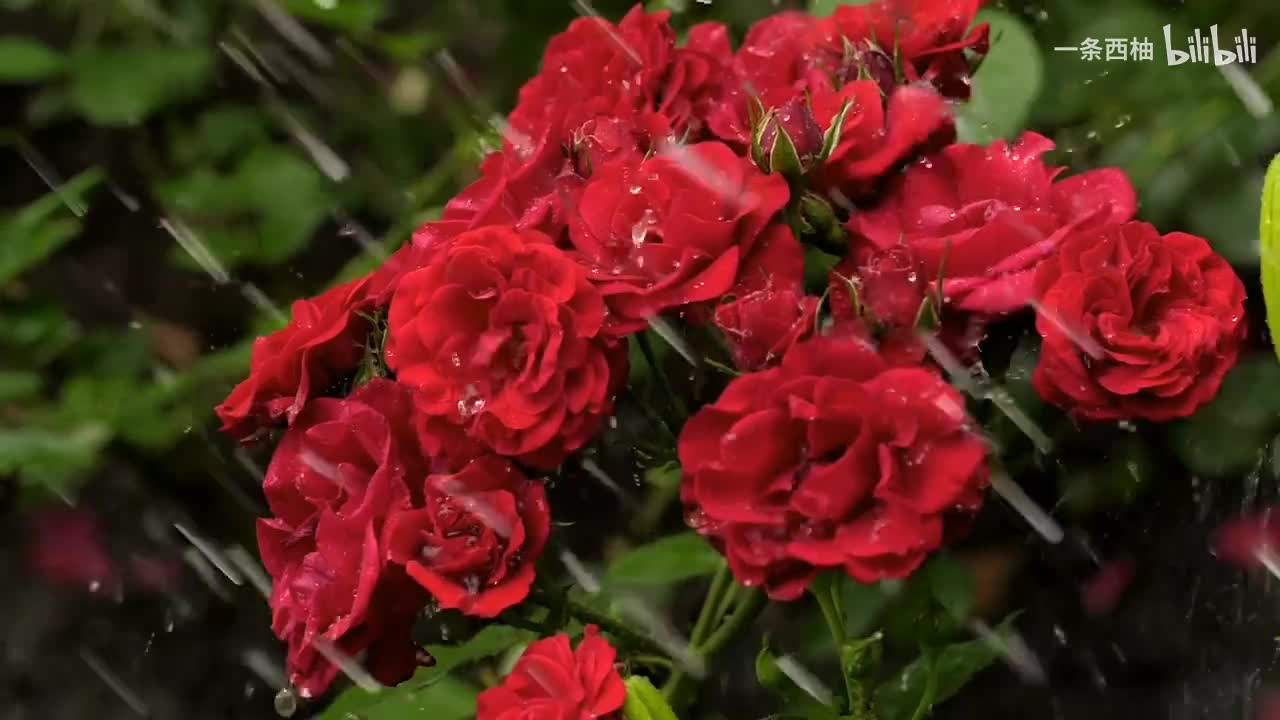 雨中氛围感 (13)
