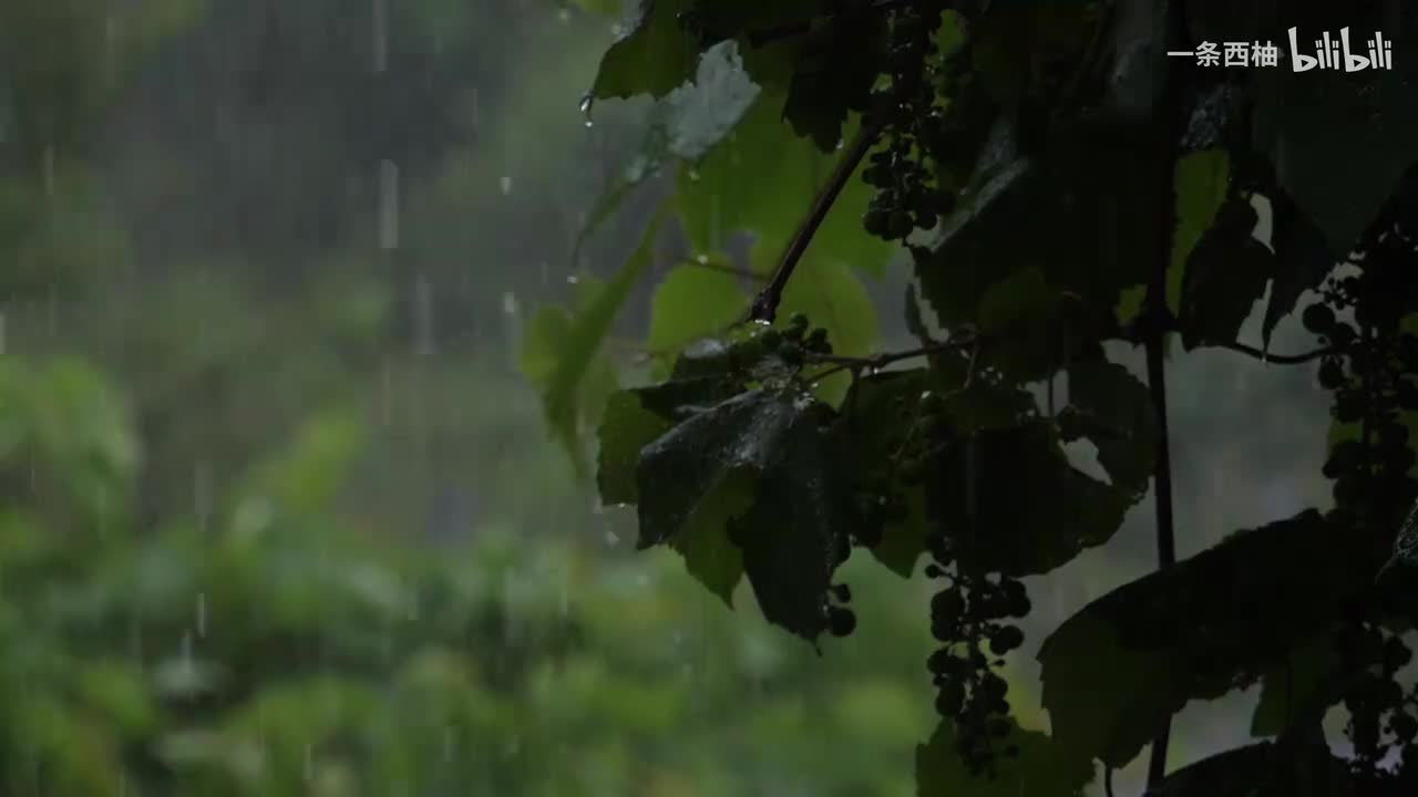 雨中氛围感 (27)