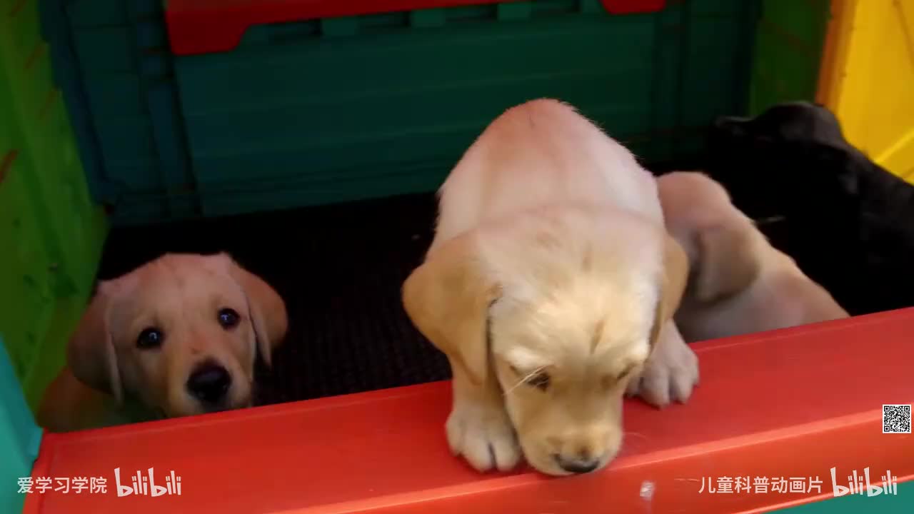 09 狗狗的秘密生活 【纪录片1080P英语中字】