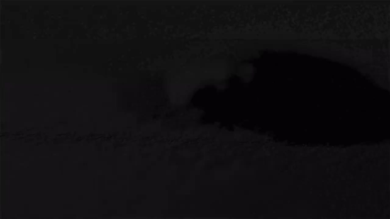 20230423 'DARK BLOOD' LOGO TRAILER