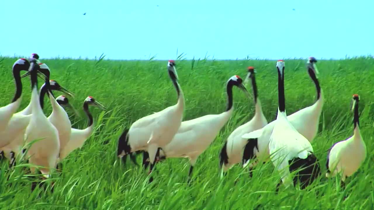 014-长寿之鸟-丹顶鹤 (江苏盐城)