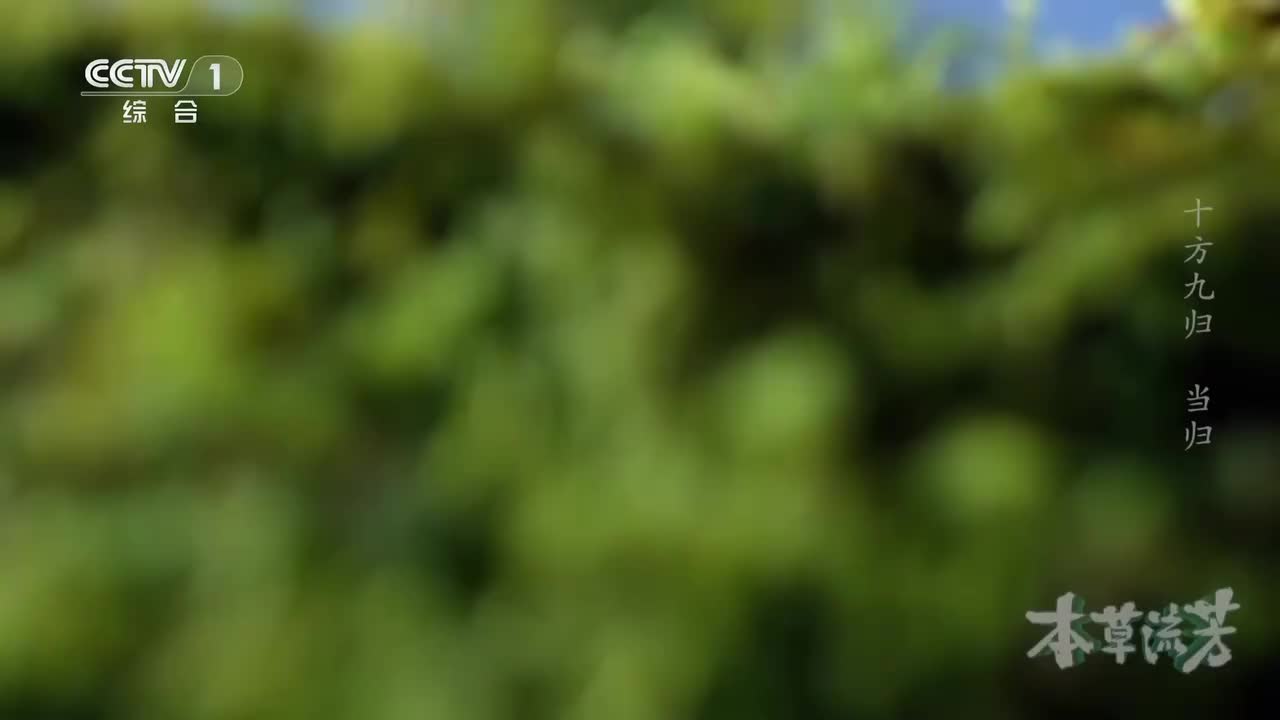 既是调味香料更是治病良药，中药界的“辅助之王”当归有多独特？《本草流芳》 第6集 十方九归 ｜ CCTV「本草流芳」_1080p