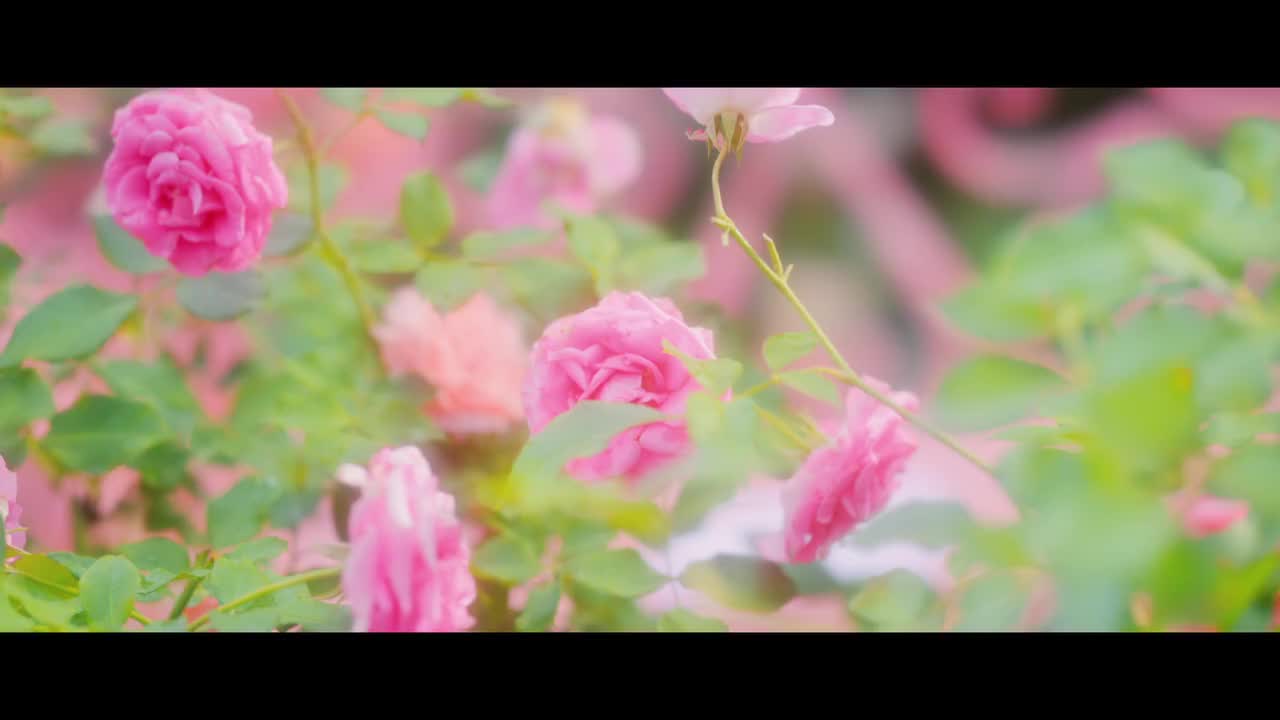 disc 2_「君の街まで」Music Video