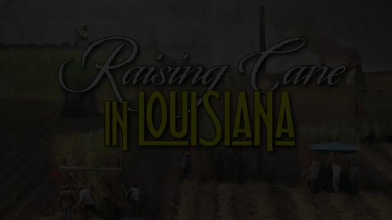 Sugar: Louisiana Sugar Cane
