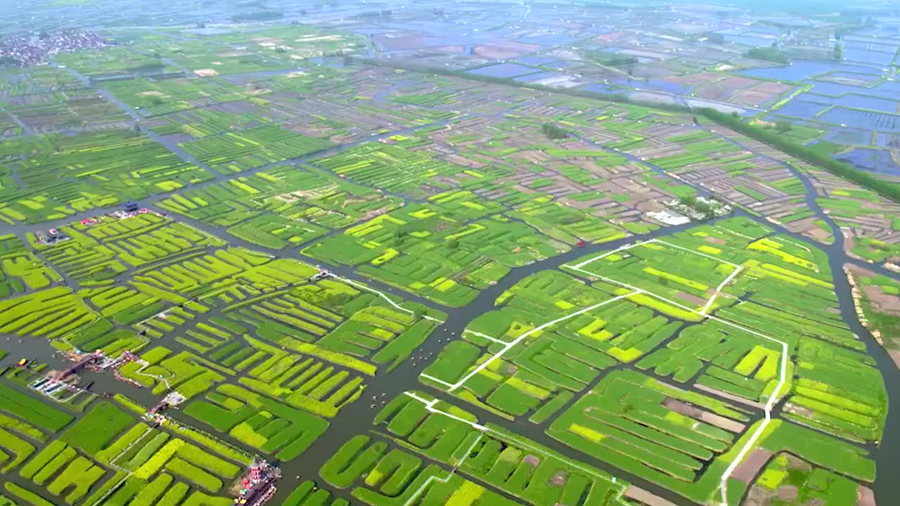 037-漂在沼泽之上的花海 (江苏兴化垛田)