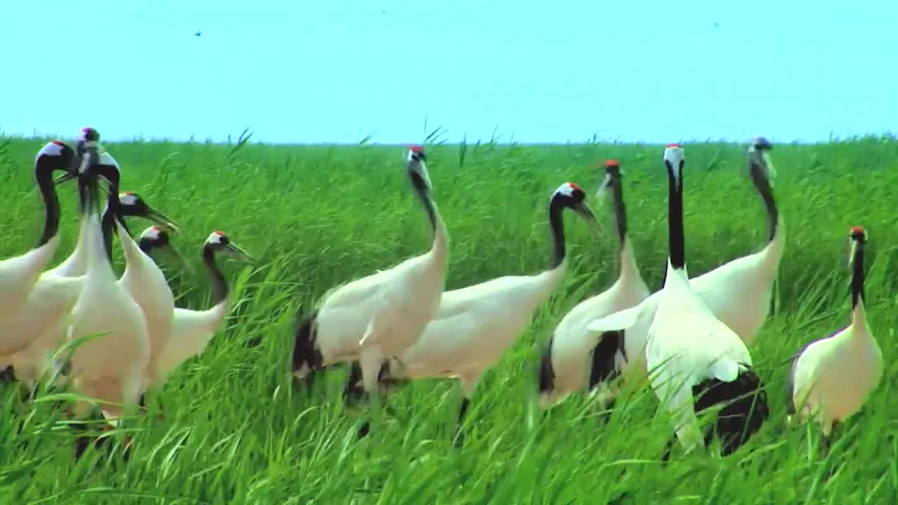 Amazing China 美丽中国 58.长寿之鸟