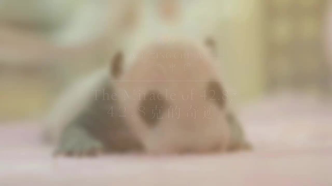 美丽中国之大熊猫主题 03.42.8克的奇迹