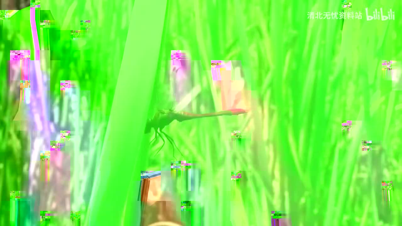 56.三年级(下）03.昆虫界的“特种兵”：《昆虫备忘录》《蜜蜂》-准高清 720P