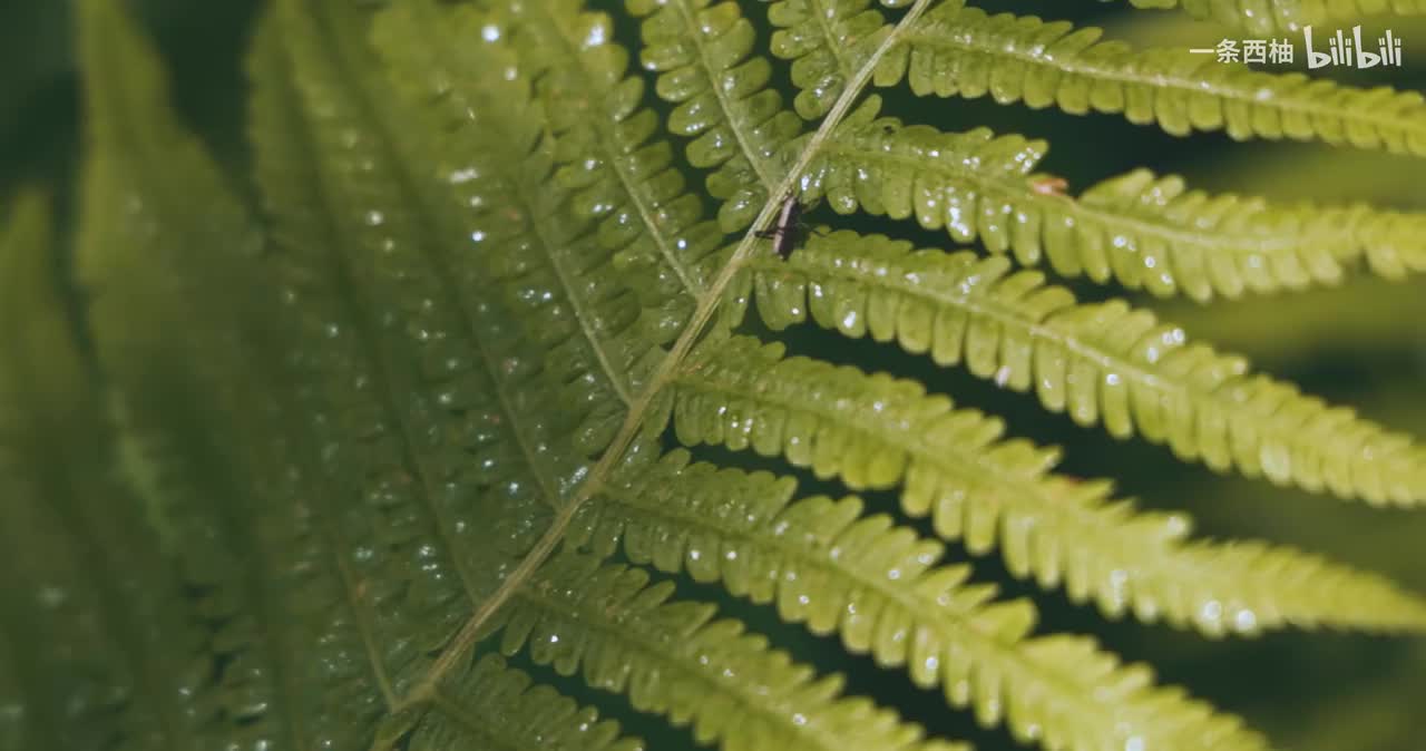 雨中氛围感 (35)
