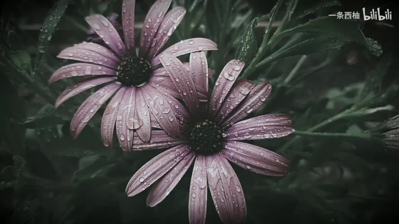 雨中氛围感 (66)