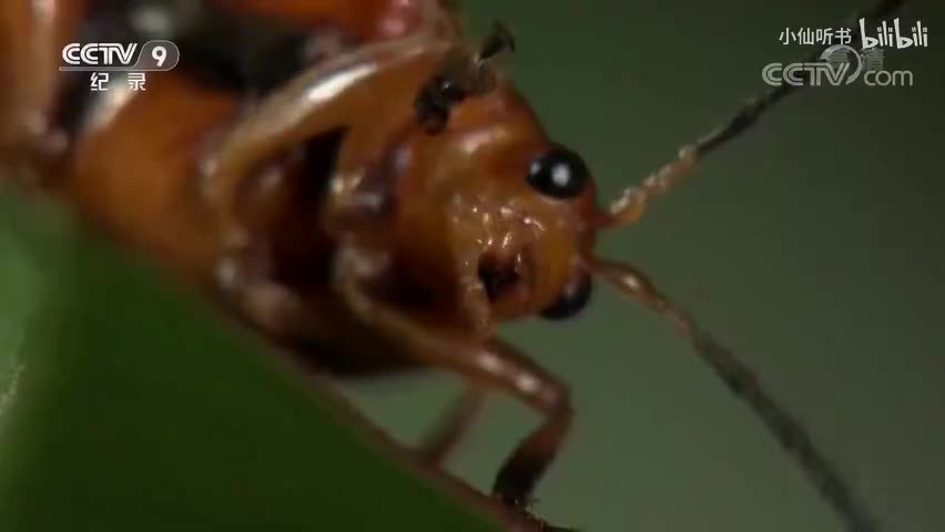 4.昆虫的盛宴：取食的绝技（2）