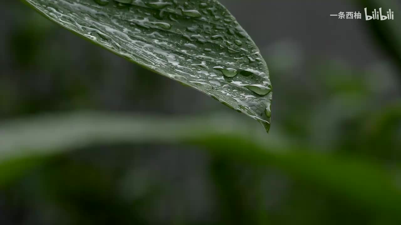 雨中氛围感 (97)