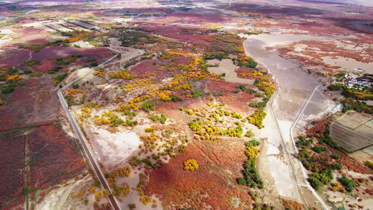 039-沙漠的守护神-胡杨 (内蒙古额济纳)