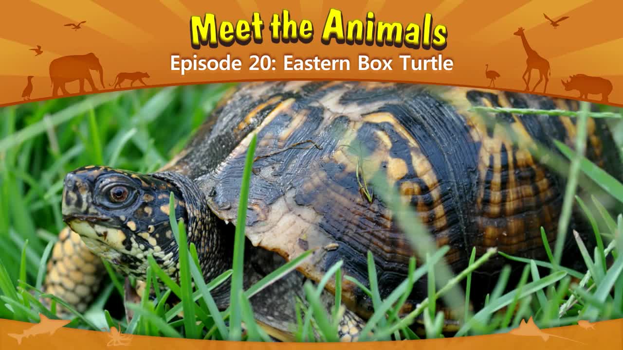 lv02-020_Meet the Animals 20_Eastern Box Turtle