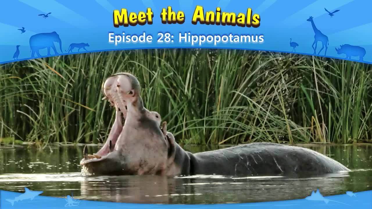 lv02-028_Meet the Animals 28_Hippopotamus