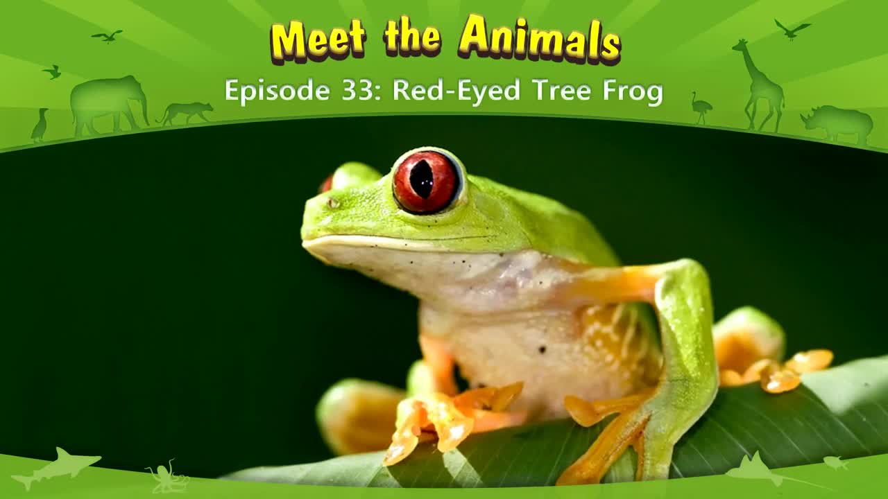 lv02-033_Meet the Animals 33_Red-Eyed Tree Frog