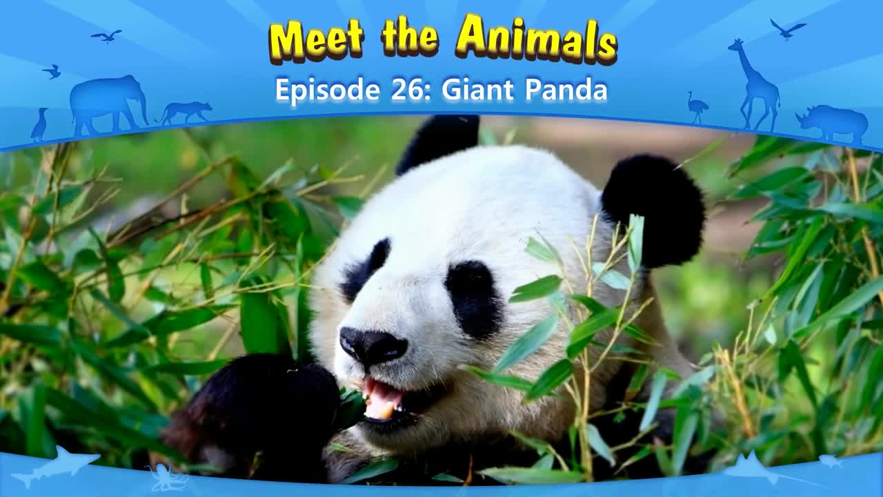 lv02-026_Meet the Animals 26_Giant Panda