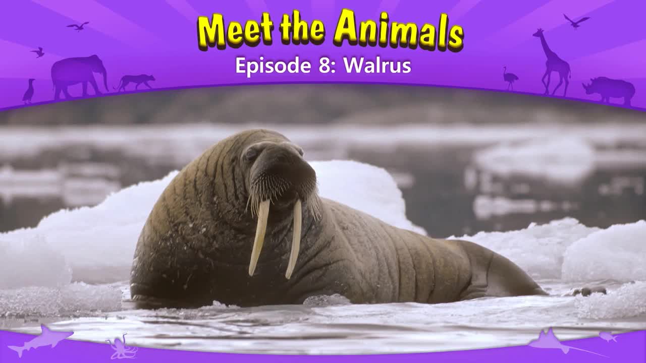 lv02-008_Meet the Animals 8_Walrus