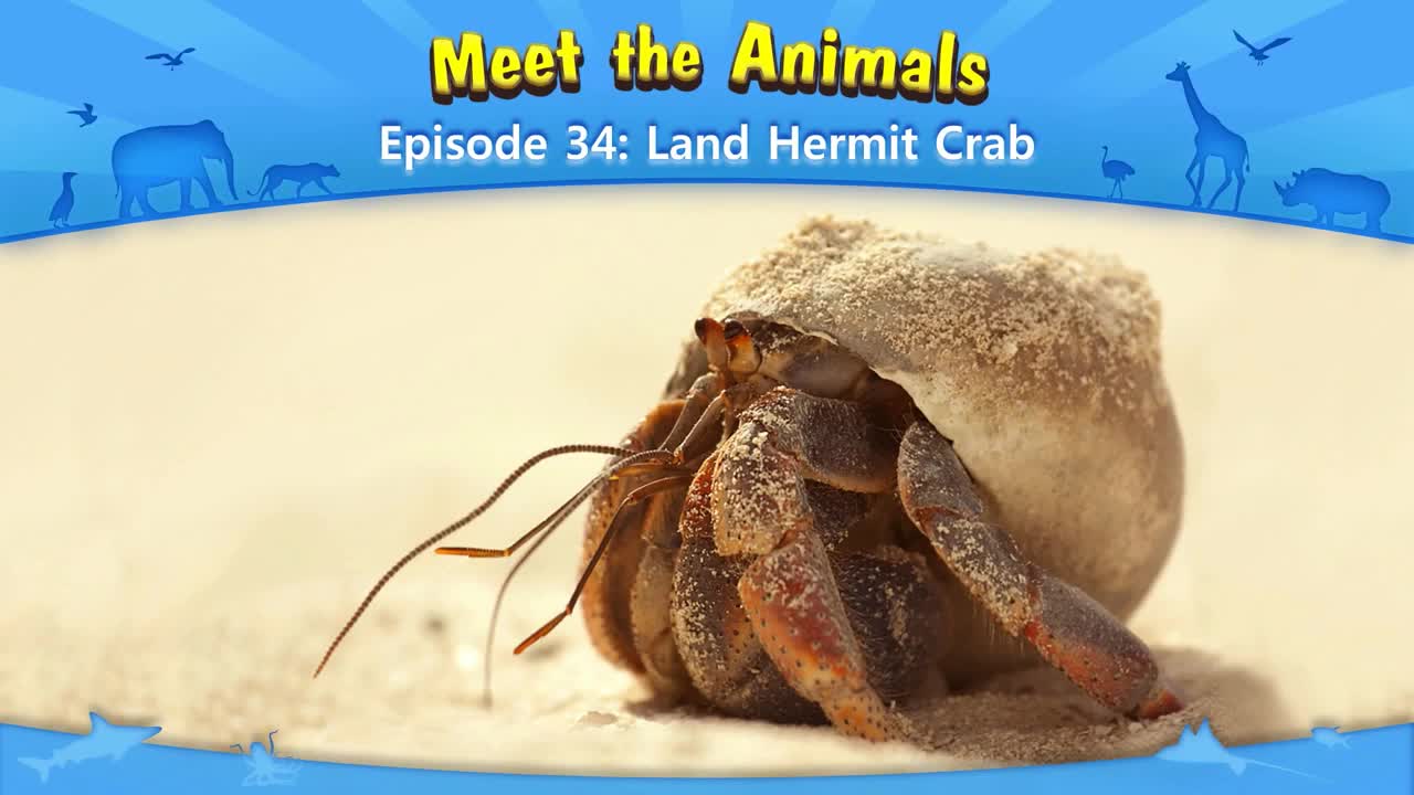 lv02-034_Meet the Animals 34_Land Hermit Crab