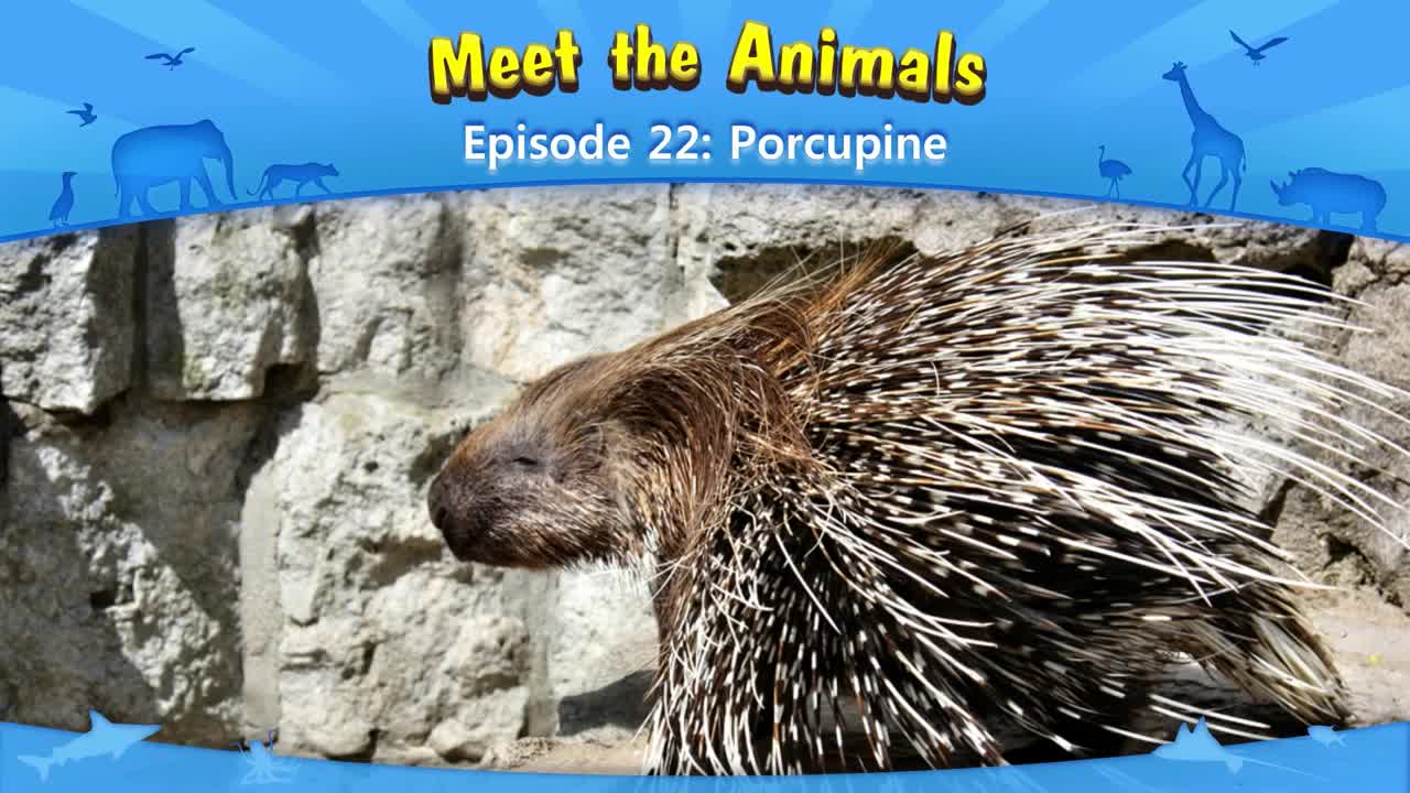 lv02-022_Meet the Animals 22_Porcupine