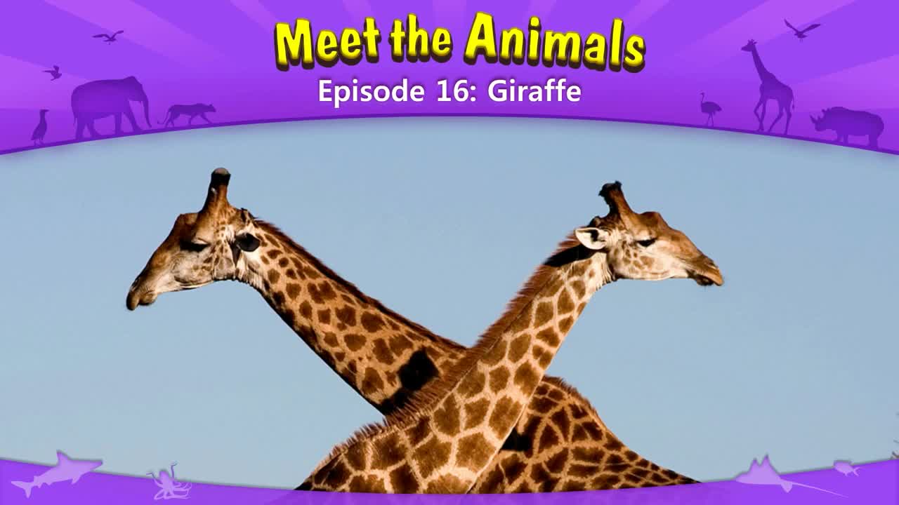 lv02-016_Meet the Animals 16_Giraffe