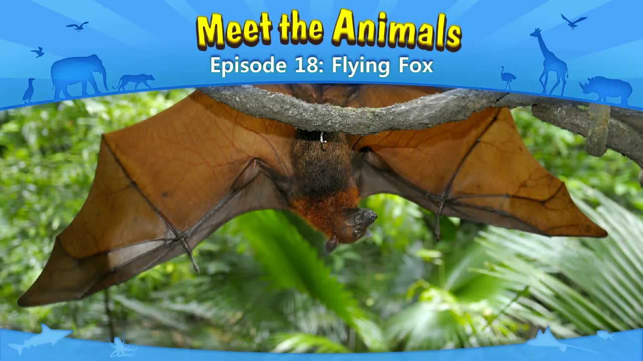 lv02-018_Meet the Animals 18_Flying Fox
