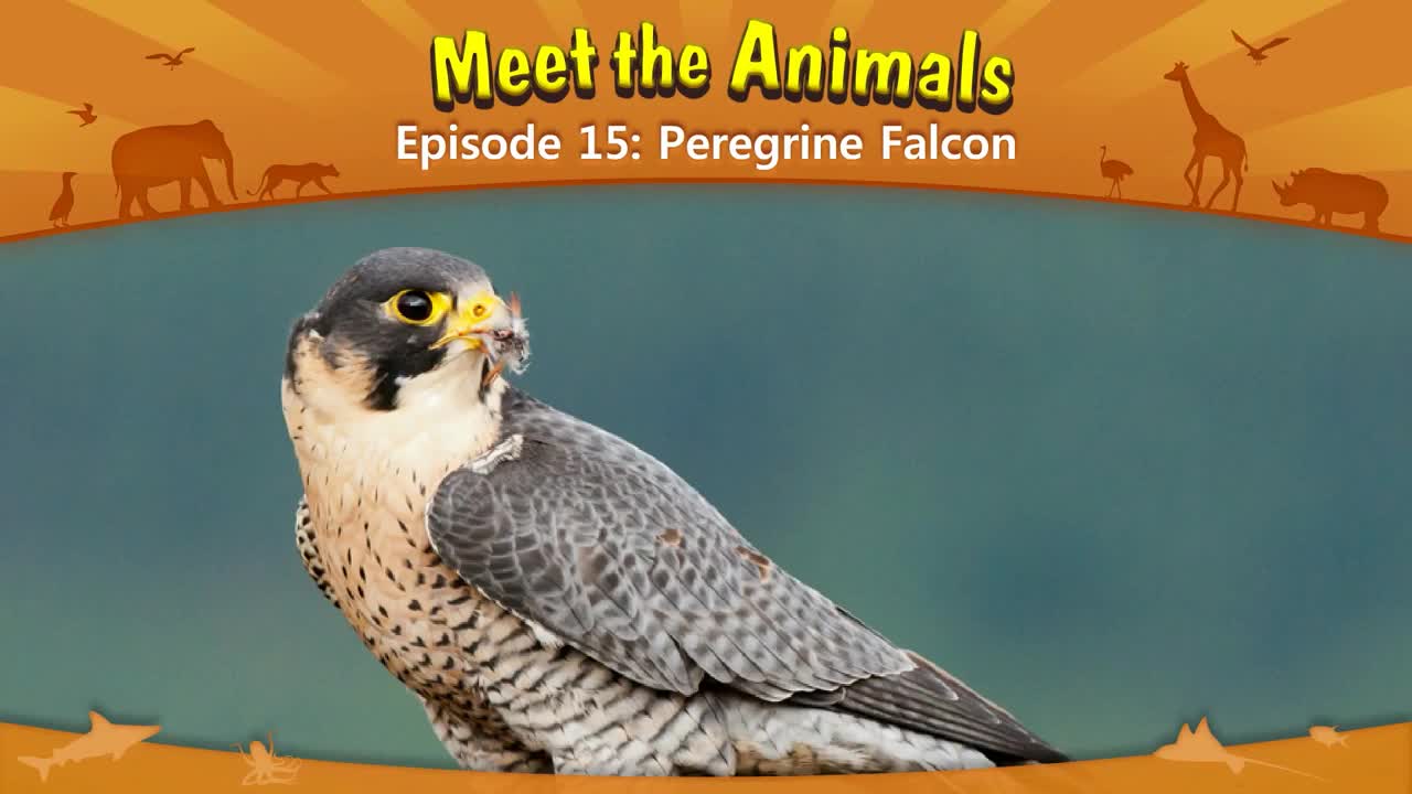 lv02-015_Meet the Animals 15_Peregrine Falcon