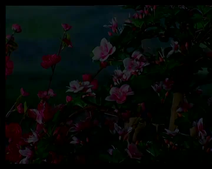 罗家宝+郭凤女-拾筝