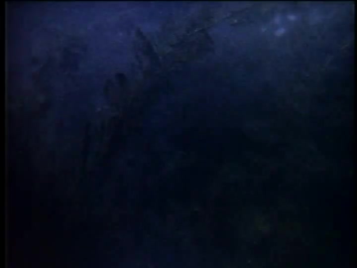 S57 A Boy, a Dog and a Frog