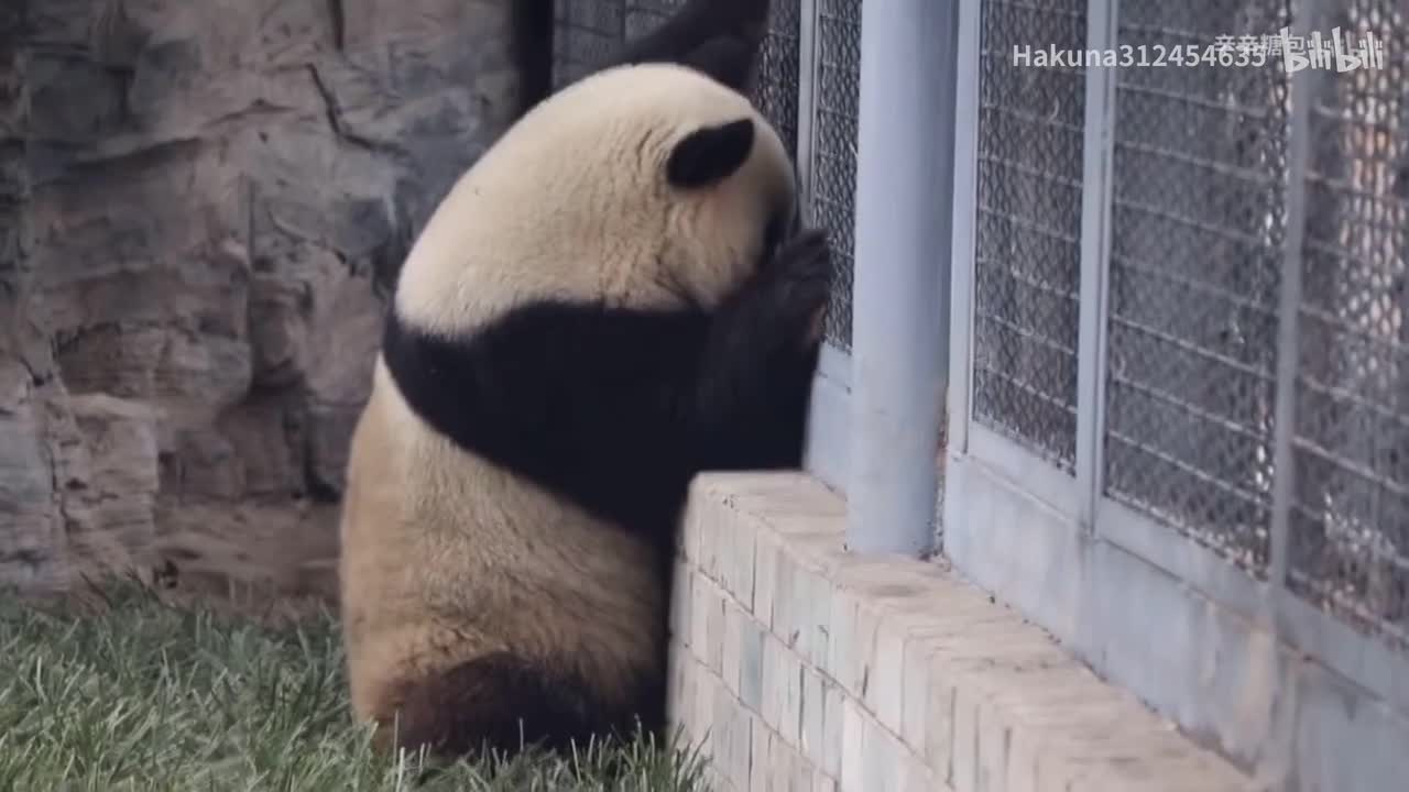 么么日常坐窗边看弟弟妹妹