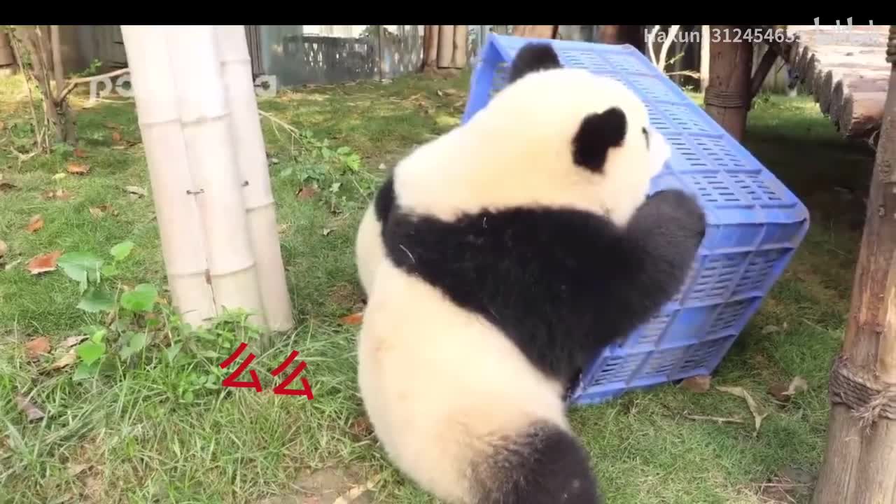 么么被欺凌，扣进筐里