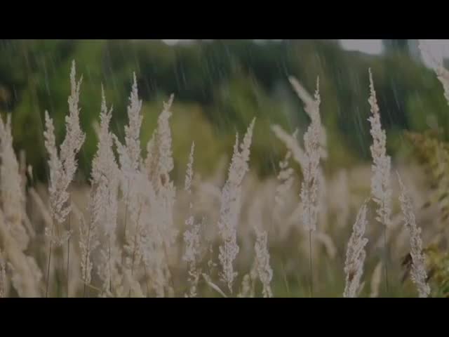 Short_Rainy_防撞