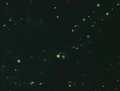 苏文举祭江