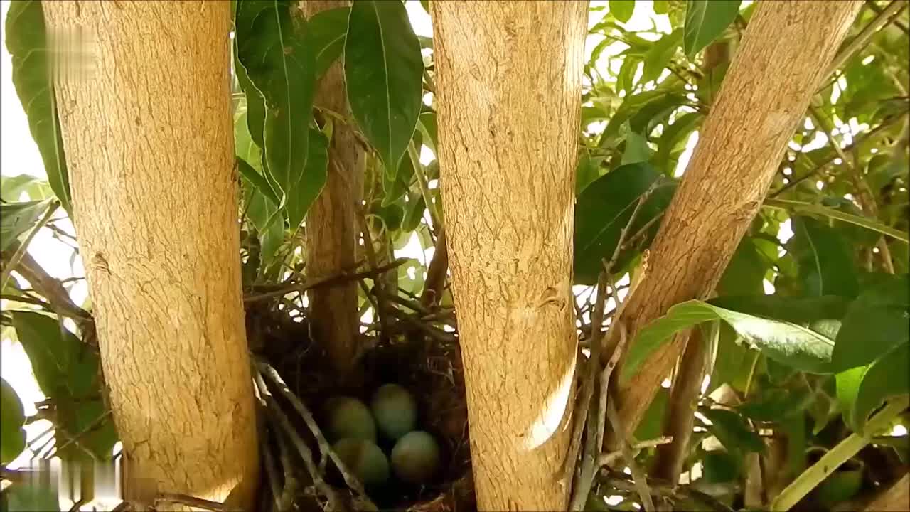 2.7.1 从知更鸟筑巢到幼鸟离巢