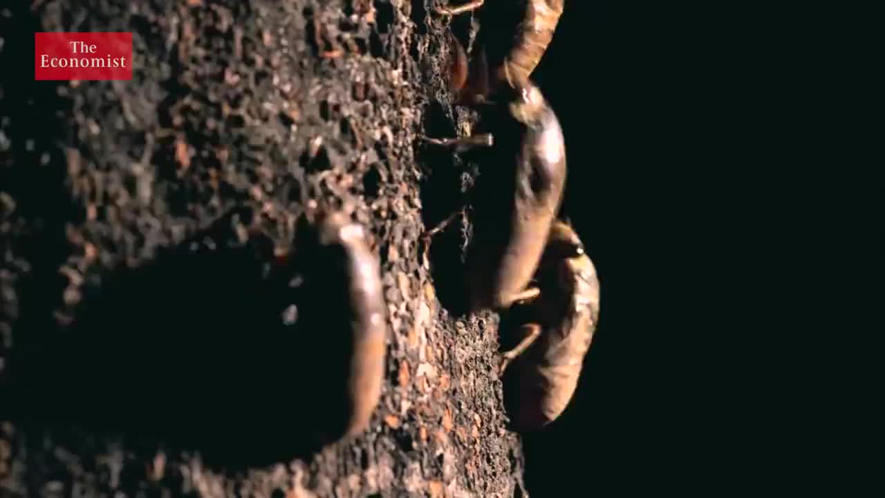 【2022.1.25】24. Will you be eating insects soon？我们马上就开始食用昆虫了么？