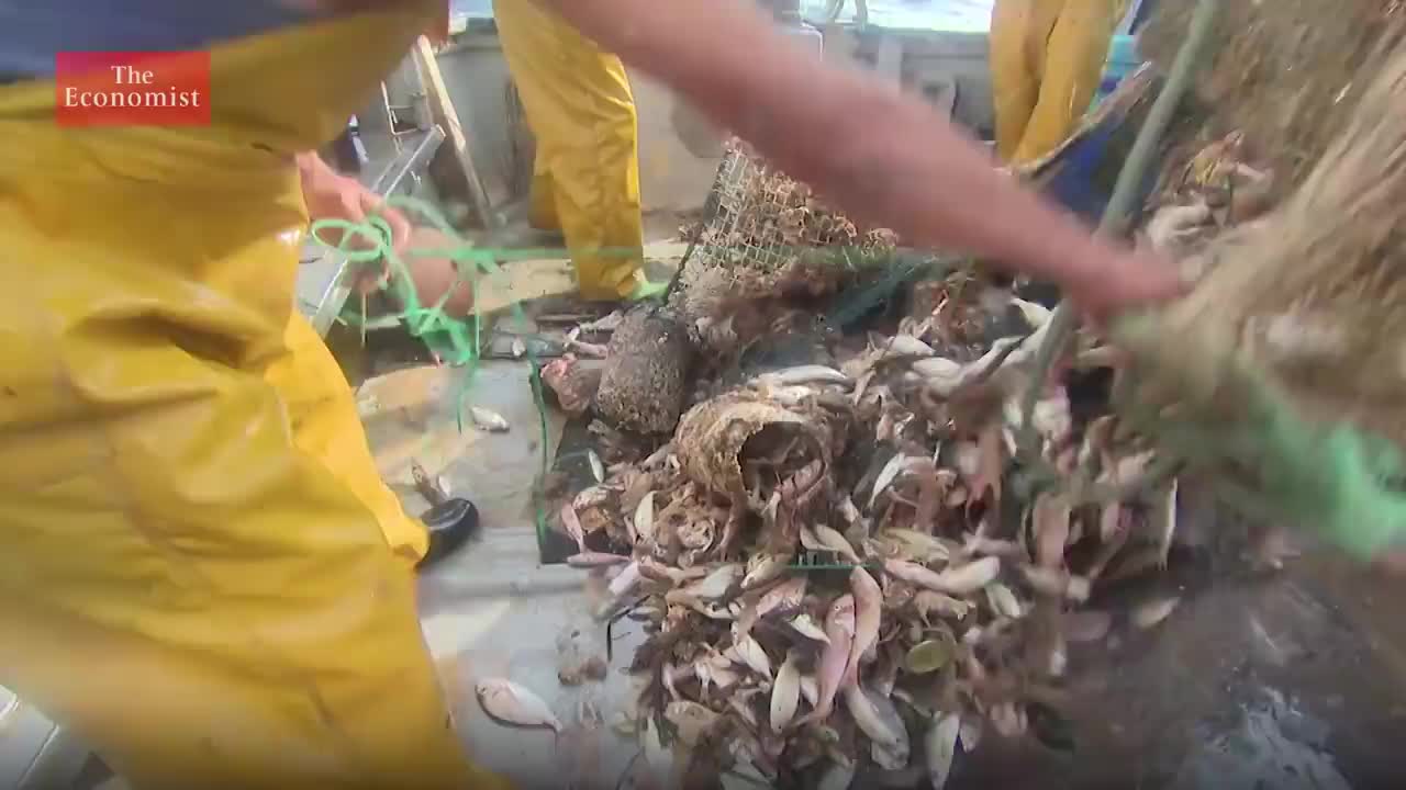 【2019.5.15】227. How sea cucumbers can help the ocean
