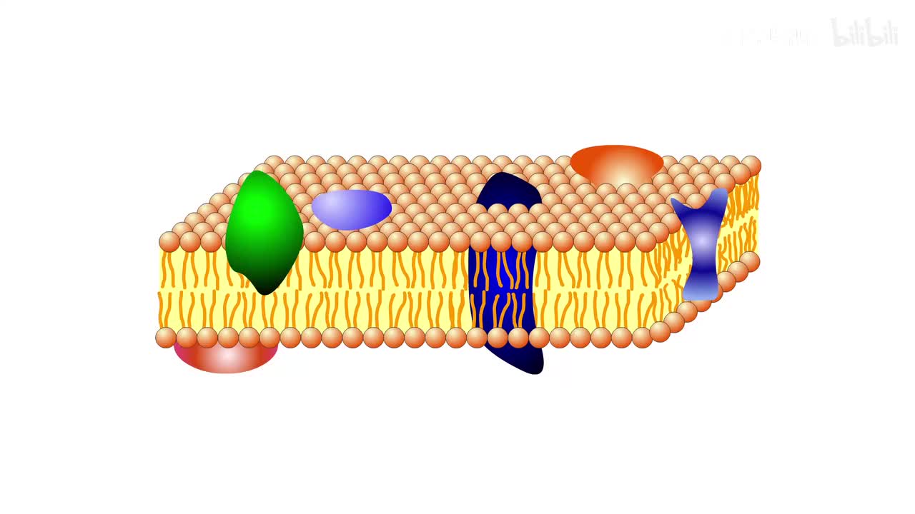 01.细胞膜的流动镶嵌模型