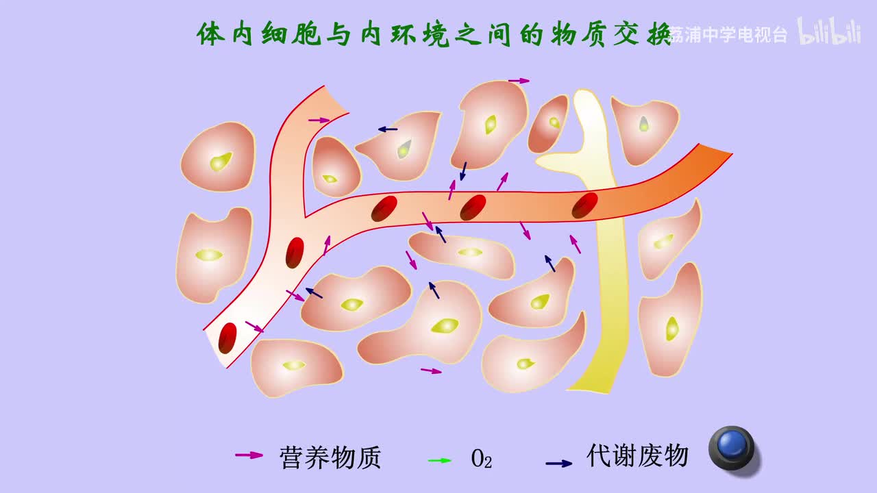 16.体内细胞与内环境之间的物质交换