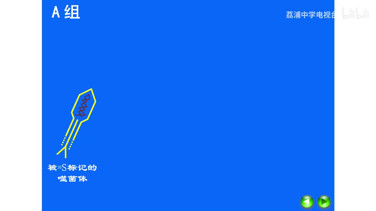 10.噬菌体侵染细菌实验（A组）