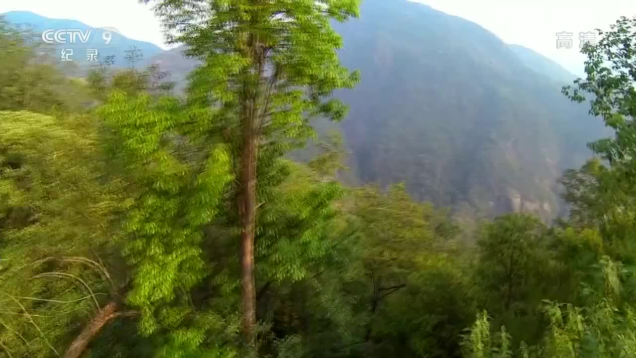 2. 独行的猎手（2）