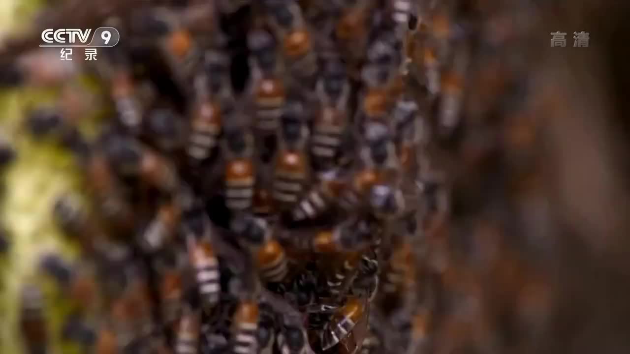 5. 群居的生活（1）