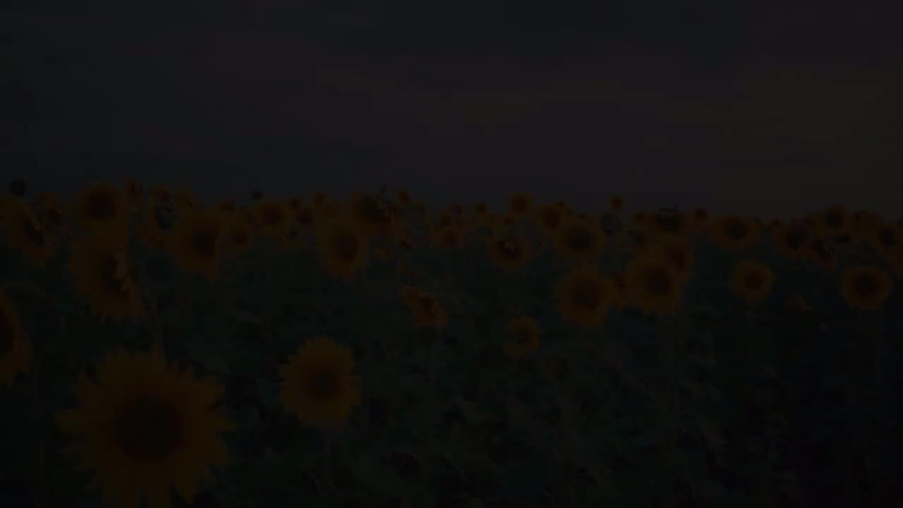 Daniel Padim－Mom Sweet Home