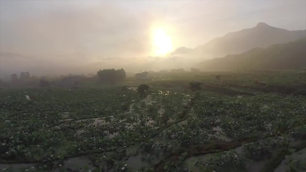 31、梯田上的莲花盛景