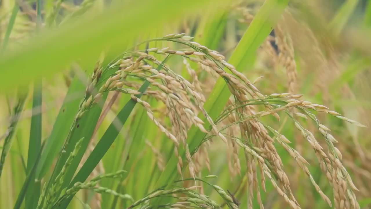 《稻之道》第5集：稻之恒